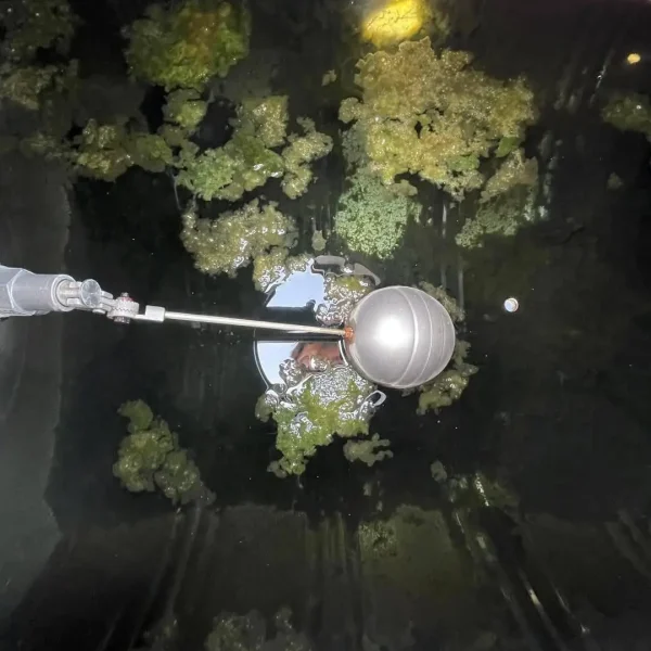 Rong rêu và cặn bẩn tích tụ trong bể nước ngầm sau thời gian dài sử dụng